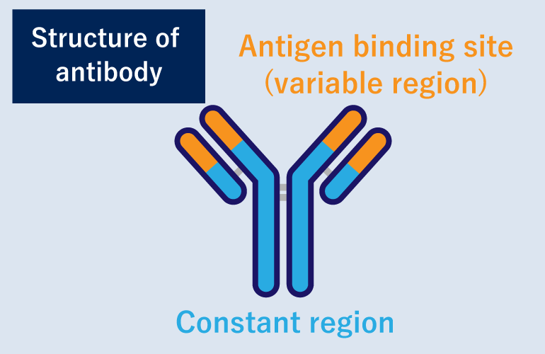 Structure of antibody