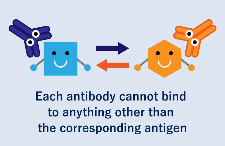 Each antibody cannot bind to anything other than the corresponding antigen