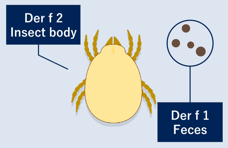 Dust mite