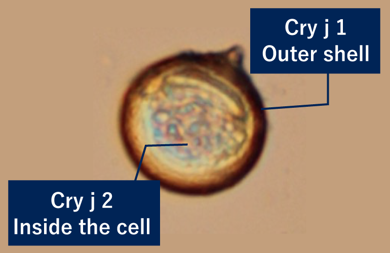 Japanese cedar pollen