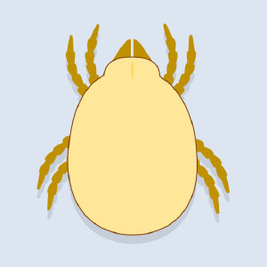 Dust mite