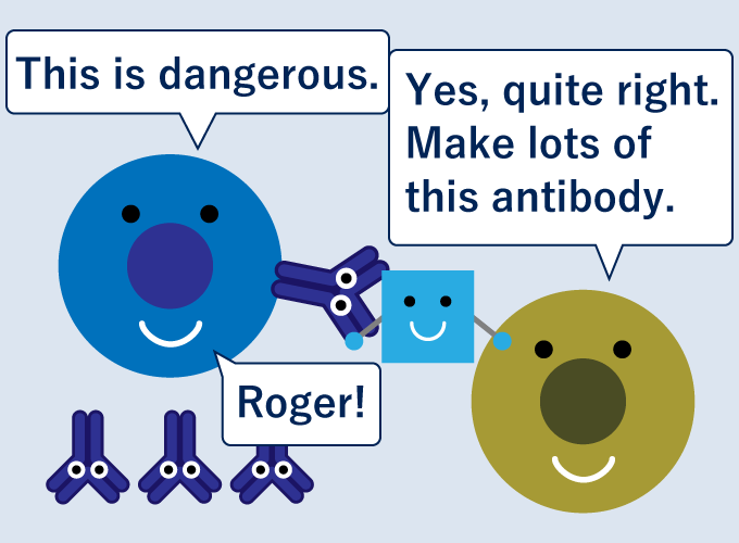 IgE corresponding to allergens is produced at the order of helper T-cells.