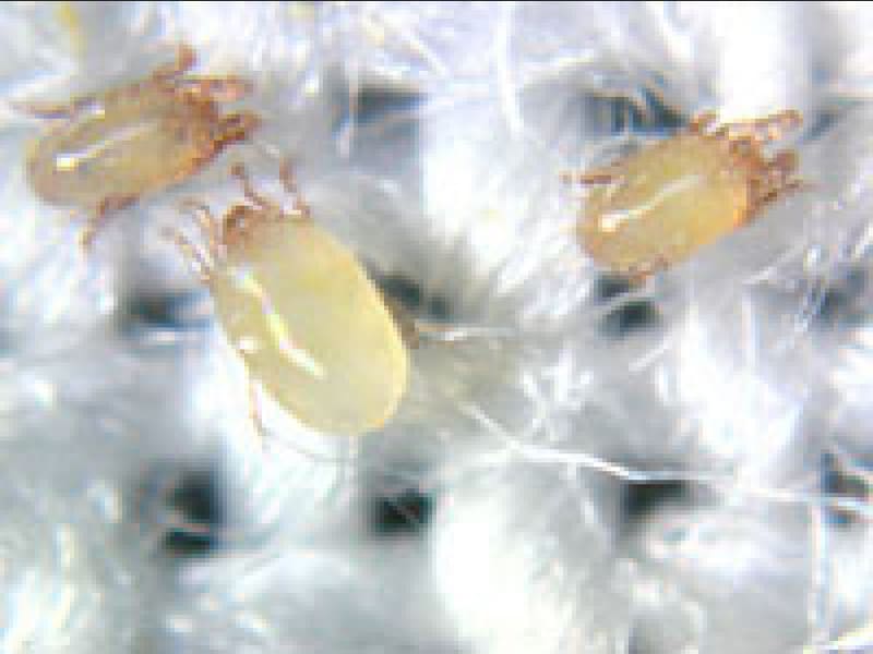 Dust mites on sheets with an optical microscope.
