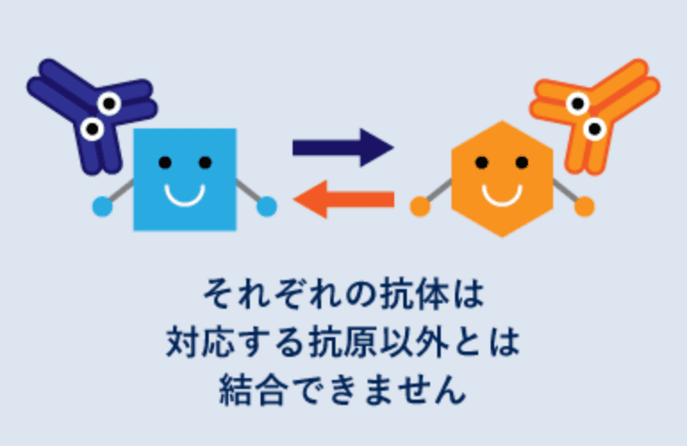 それぞれの抗体は対応する抗原以外とは結合できません