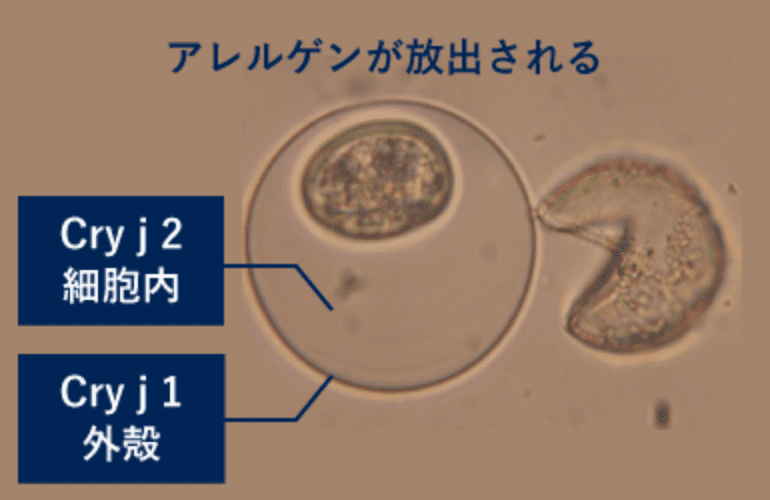 粘膜、雨などと接触、破損して花粉殻が割れる（脱皮）