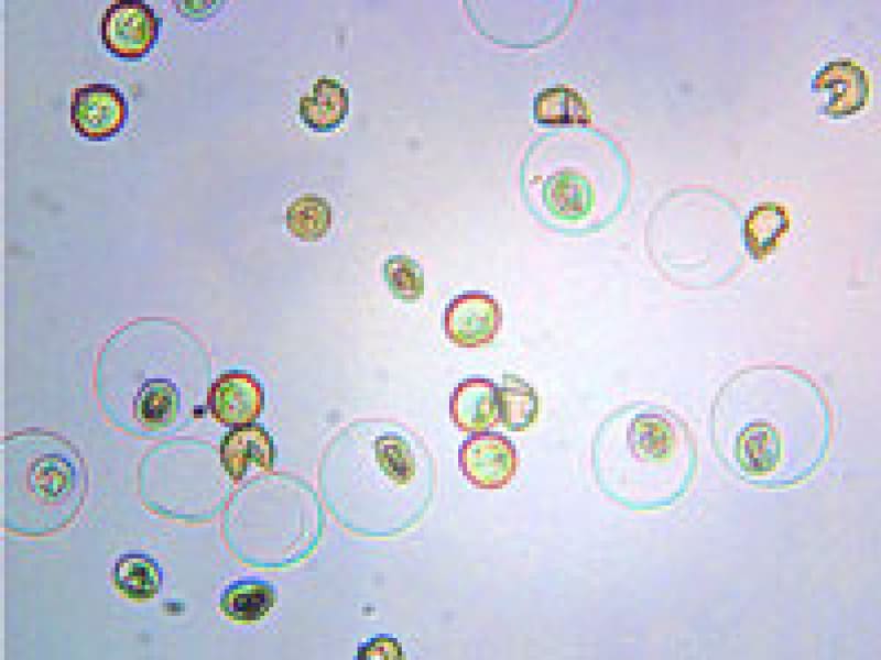 スギ花粉が破裂する様子を光学顕微鏡で撮影。